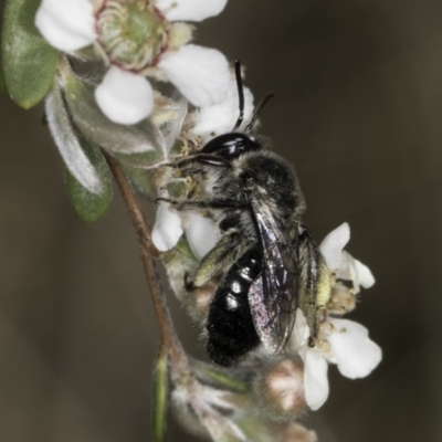 Leioproctus sp. (genus) (Plaster bee) at Dawn Crescent Grassland (DCG) - 17 Nov 2023 by kasiaaus