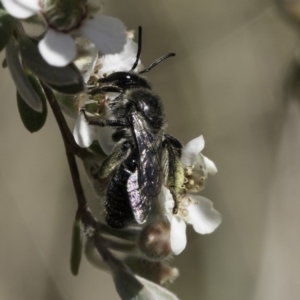 Leioproctus sp. (genus) at Lawson, ACT - 17 Nov 2023