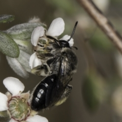 Leioproctus sp. (genus) at Lawson, ACT - 17 Nov 2023