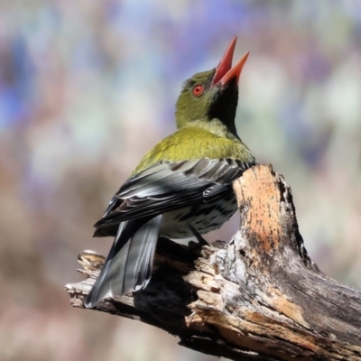 Oriolus sagittatus (Olive-backed Oriole) at West Wodonga, VIC - 18 Nov 2023 by KylieWaldon