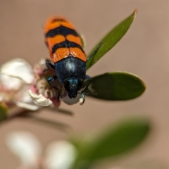Castiarina crenata (Jewel beetle) at Stromlo, ACT - 19 Nov 2023 by Miranda