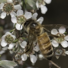Apis mellifera (European honey bee) at McKellar, ACT - 17 Nov 2023 by kasiaaus