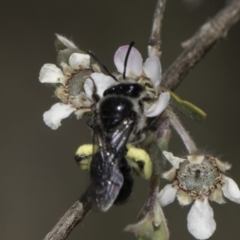 Leioproctus sp. (genus) (Plaster bee) at Croke Place Grassland (CPG) - 17 Nov 2023 by kasiaaus