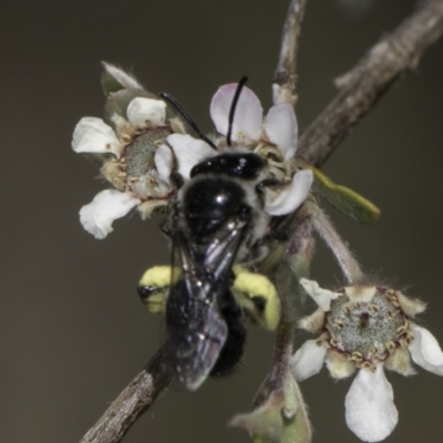 Leioproctus sp. (genus) (Plaster bee) at McKellar, ACT - 17 Nov 2023 by kasiaaus