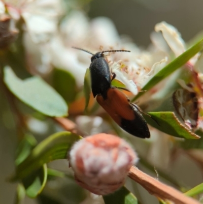 Anilicus xanthomus (A click beetle) at Stromlo, ACT - 19 Nov 2023 by Miranda