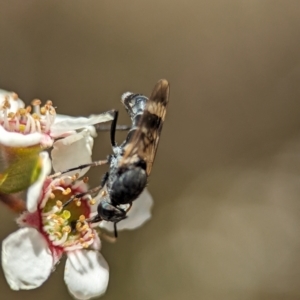 Agapophytus sp. (genus) at Block 402 - 19 Nov 2023