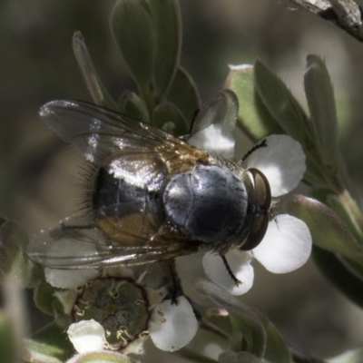 Calliphora augur (Lesser brown or Blue-bodied blowfly) at McKellar, ACT - 17 Nov 2023 by kasiaaus