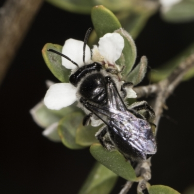 Leioproctus sp. (genus) (Plaster bee) at Croke Place Grassland (CPG) - 17 Nov 2023 by kasiaaus