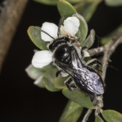 Leioproctus sp. (genus) at McKellar, ACT - 17 Nov 2023