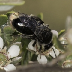 Leioproctus sp. (genus) at McKellar, ACT - 17 Nov 2023