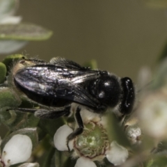 Leioproctus sp. (genus) at McKellar, ACT - 17 Nov 2023