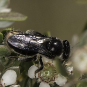 Leioproctus sp. (genus) at McKellar, ACT - 17 Nov 2023