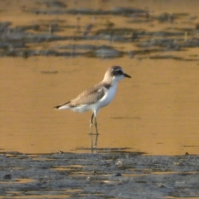 Anarhynchus ruficapillus (Red-capped Plover) at Bushland Beach, QLD - 18 Nov 2023 by TerryS