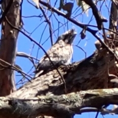 Podargus strigoides (Tawny Frogmouth) at Wanniassa Hill - 19 Nov 2023 by AnneG1