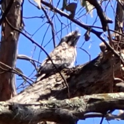 Podargus strigoides (Tawny Frogmouth) at Wanniassa Hill - 18 Nov 2023 by AnneG1