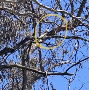 Podargus strigoides at Wanniassa Hill - 19 Nov 2023