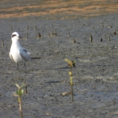 Gelochelidon macrotarsa (Australian Tern) at Bushland Beach, QLD - 18 Nov 2023 by TerryS