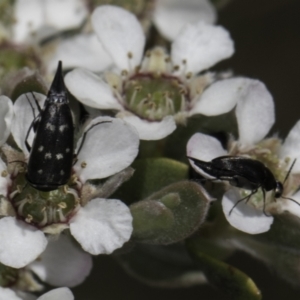 Mordellidae (family) at McKellar, ACT - 17 Nov 2023