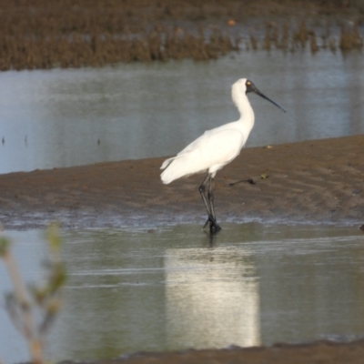 Platalea regia (Royal Spoonbill) at Bushland Beach, QLD - 18 Nov 2023 by TerryS