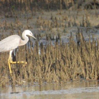 Egretta novaehollandiae (White-faced Heron) at Bushland Beach, QLD - 19 Nov 2023 by TerryS