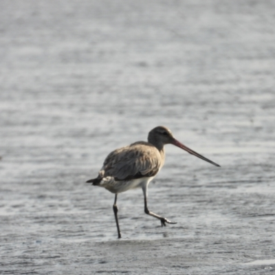 Limosa lapponica (Bar-tailed Godwit) at Bushland Beach, QLD - 18 Nov 2023 by TerryS