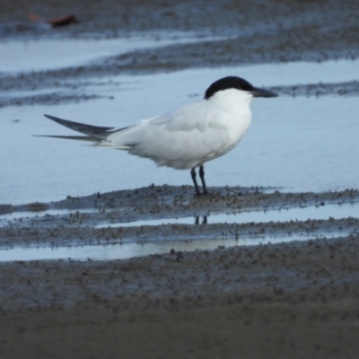 Gelochelidon macrotarsa (Australian Tern) at Bushland Beach, QLD - 18 Nov 2023 by TerryS