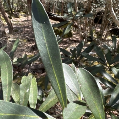 Tristaniopsis laurina (Kanooka, Water Gum) at Kangaroo Valley, NSW - 19 Nov 2023 by lbradley