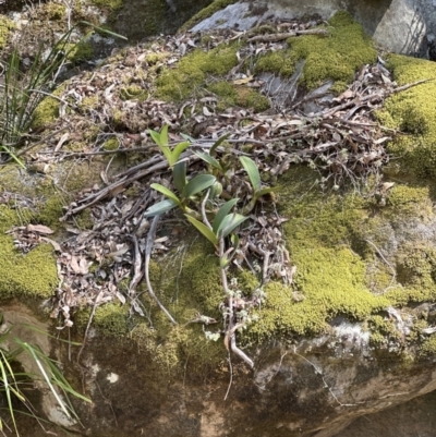 Dendrobium speciosum (Rock Lily) at Kangaroo Valley, NSW - 19 Nov 2023 by lbradleyKV