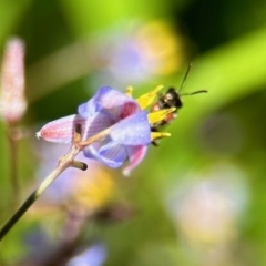 Euryglossa depressa at ANBG - 19 Nov 2023 by KMcCue
