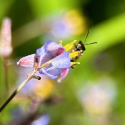 Euryglossa depressa at ANBG - 19 Nov 2023 by KMcCue