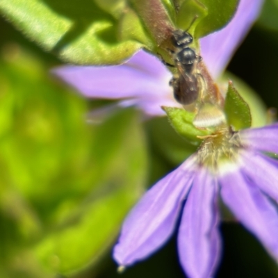 Apiformes (informal group) (Unidentified bee) at Acton, ACT - 19 Nov 2023 by KMcCue