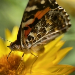 Vanessa kershawi (Australian Painted Lady) at Acton, ACT - 19 Nov 2023 by KMcCue