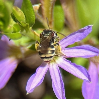 Lipotriches (Austronomia) phanerura (Halictid Bee) at Acton, ACT - 19 Nov 2023 by KMcCue