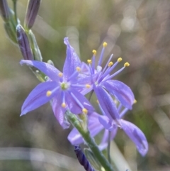 Caesia calliantha (Blue Grass-lily) at Mount Taylor - 19 Nov 2023 by Brad
