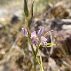 Diuris dendrobioides (Late Mauve Doubletail) at Mount Taylor by Brad