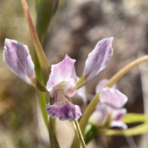 Diuris dendrobioides at suppressed - suppressed