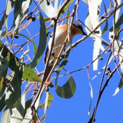 Myiagra rubecula (Leaden Flycatcher) at West Wodonga, VIC - 18 Nov 2023 by KylieWaldon