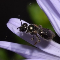 Lasioglossum (Homalictus) sphecodoides (Furrow Bee) at Acton, ACT - 18 Nov 2023 by DianneClarke
