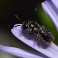 Lasioglossum (Homalictus) sphecodoides at ANBG - 19 Nov 2023