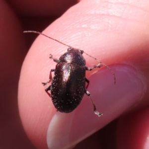 Edusella sp. (genus) at Symonston, ACT - 19 Nov 2023