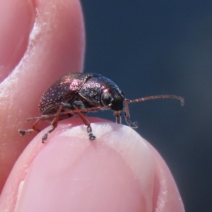 Edusella sp. (genus) at Symonston, ACT - 19 Nov 2023