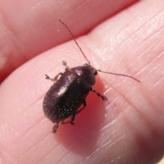 Edusella sp. (genus) at Symonston, ACT - 19 Nov 2023