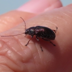 Edusella sp. (genus) at Symonston, ACT - 19 Nov 2023