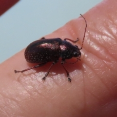 Edusella sp. (genus) at Symonston, ACT - 19 Nov 2023