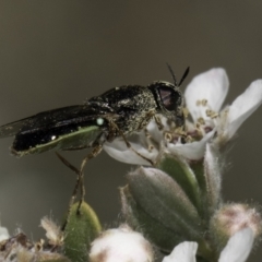 Odontomyia sp. (genus) (A soldier fly) at McKellar, ACT - 17 Nov 2023 by kasiaaus