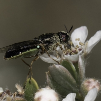 Odontomyia sp. (genus) (A soldier fly) at McKellar, ACT - 17 Nov 2023 by kasiaaus