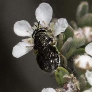 Odontomyia sp. (genus) at Croke Place Grassland (CPG) - 17 Nov 2023