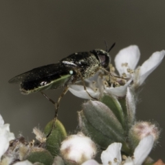 Odontomyia sp. (genus) at Croke Place Grassland (CPG) - 17 Nov 2023