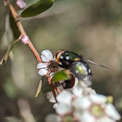 Rutilia (Ameniamima) argentifera (A Bristle fly) at Block 402 - 19 Nov 2023 by Miranda