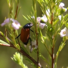 Phyllotocus sp. (genus) (Nectar scarab) at Symonston, ACT - 19 Nov 2023 by RodDeb